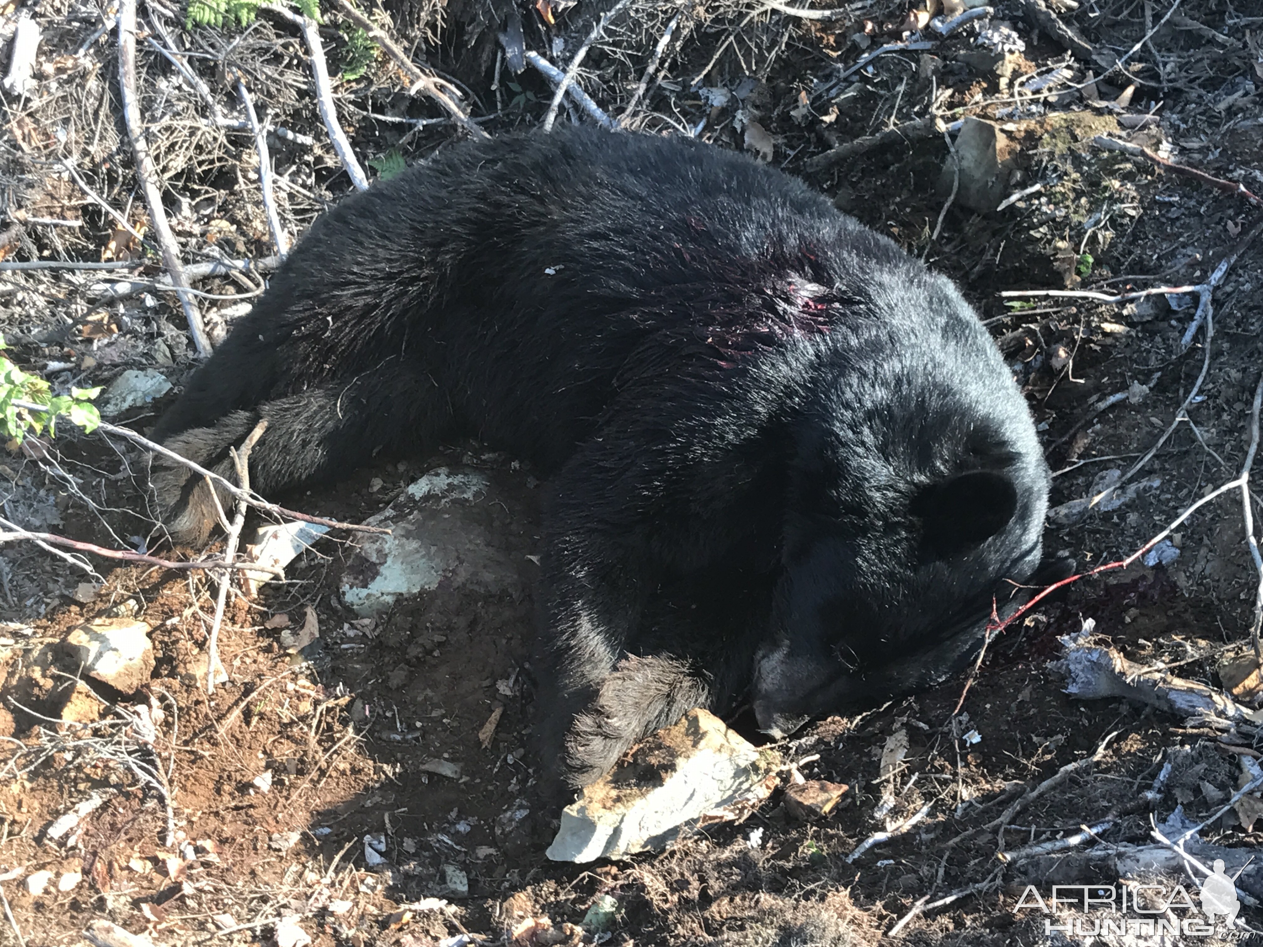 Hunting Bear in Maine