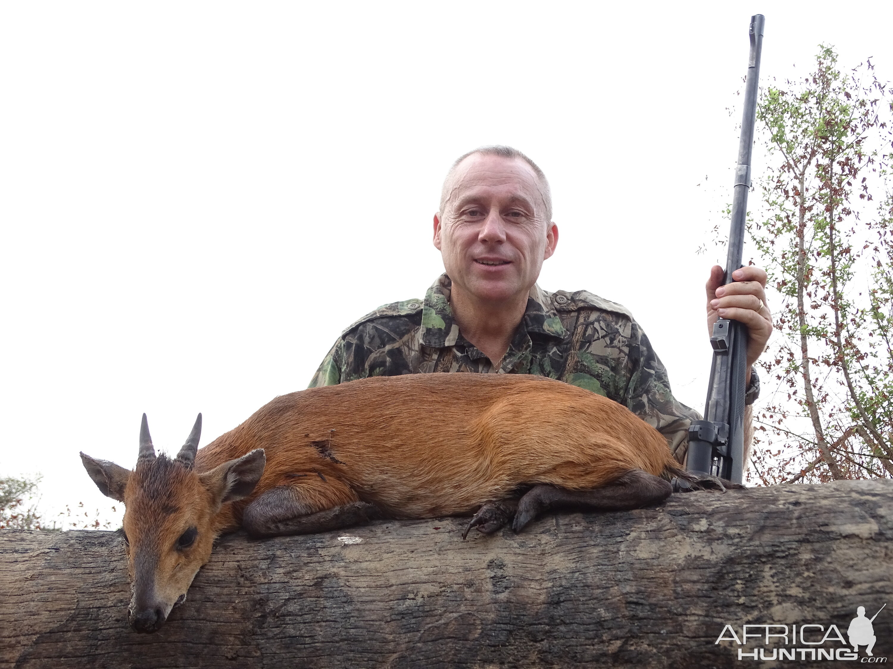 Hunting Benin Red Duiker