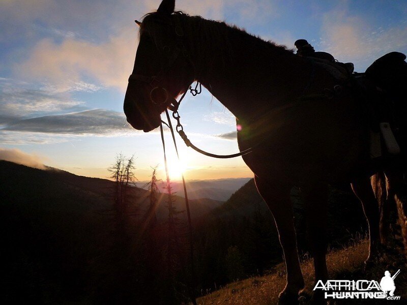 Hunting Big Horn Sheep in Southern British Columbia Canada