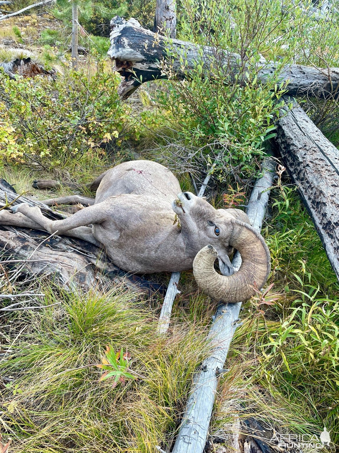 Hunting Bighorn Sheep