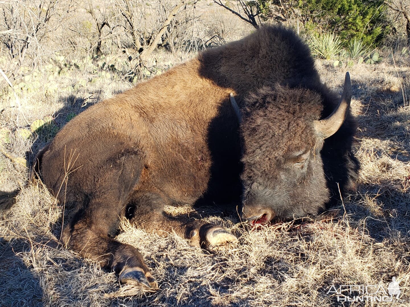 Hunting Bison In Texas USA