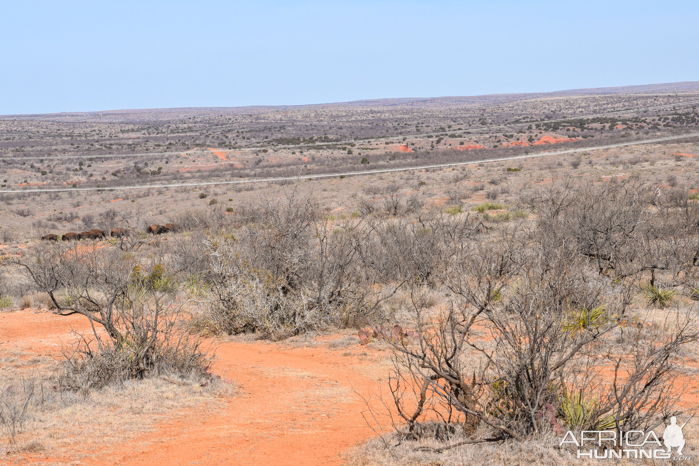 Hunting Bison in Texas USA