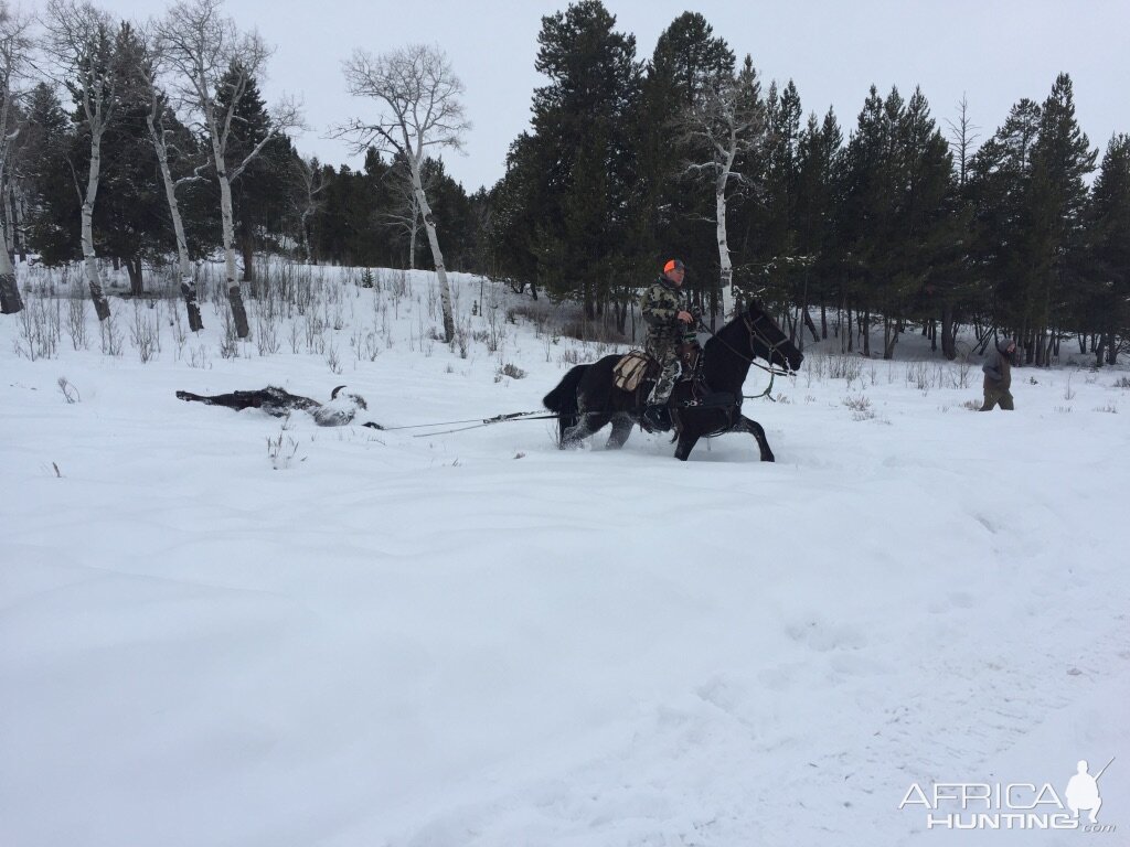 Hunting Bison in Wyoming