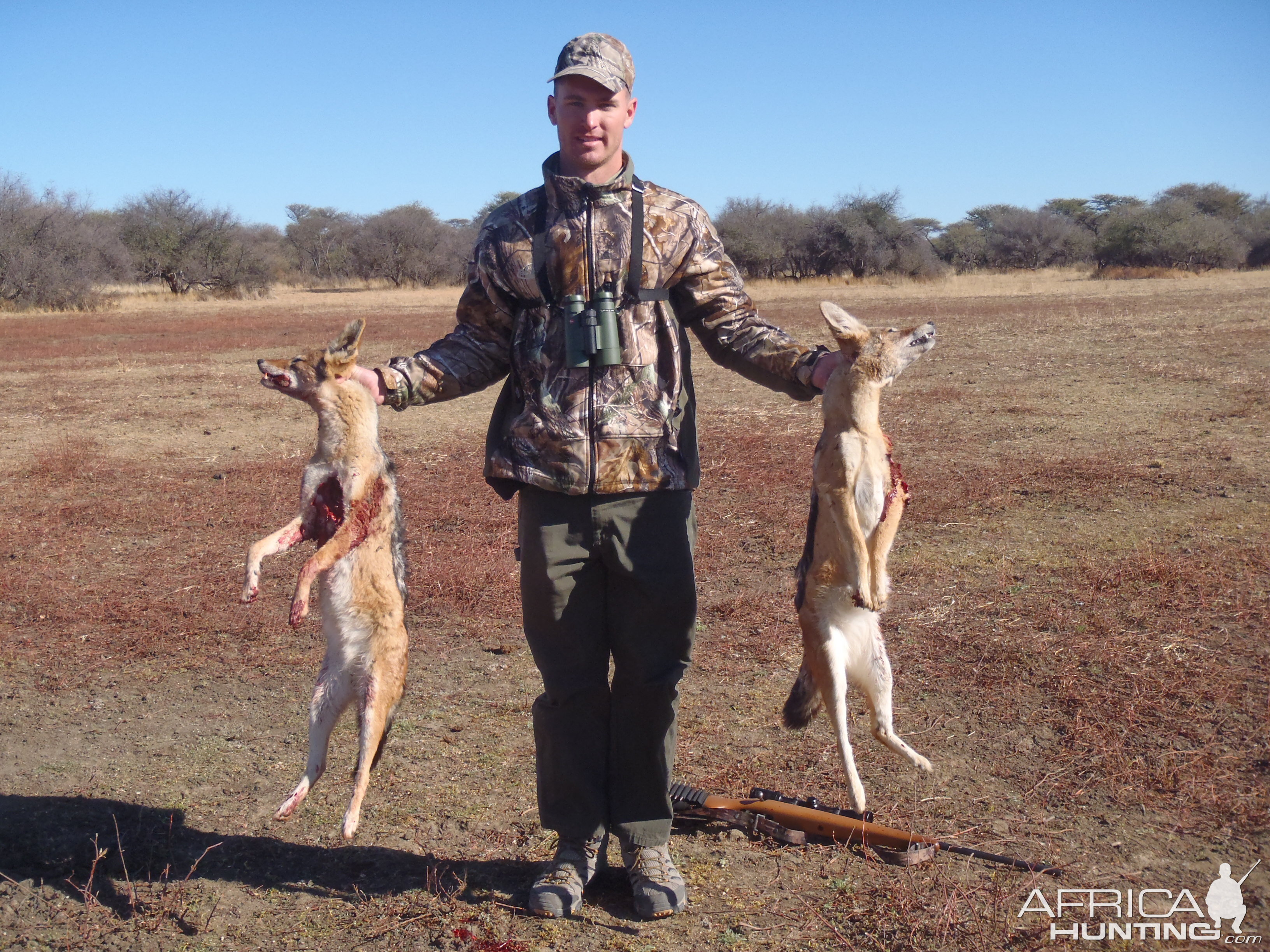 Hunting Black-backed Jackal in Namibia