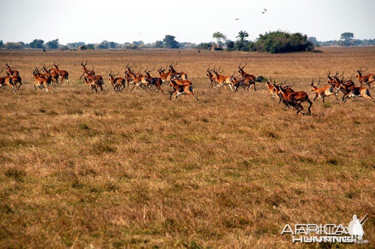 Hunting Black Lechwe Zambia