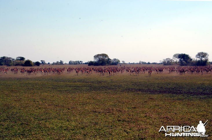 Hunting Black Lechwe Zambia