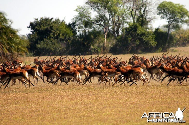 Hunting Black Lechwe Zambia