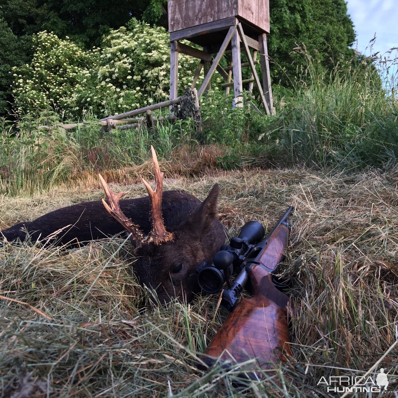 Hunting Black Roe Buck Germany