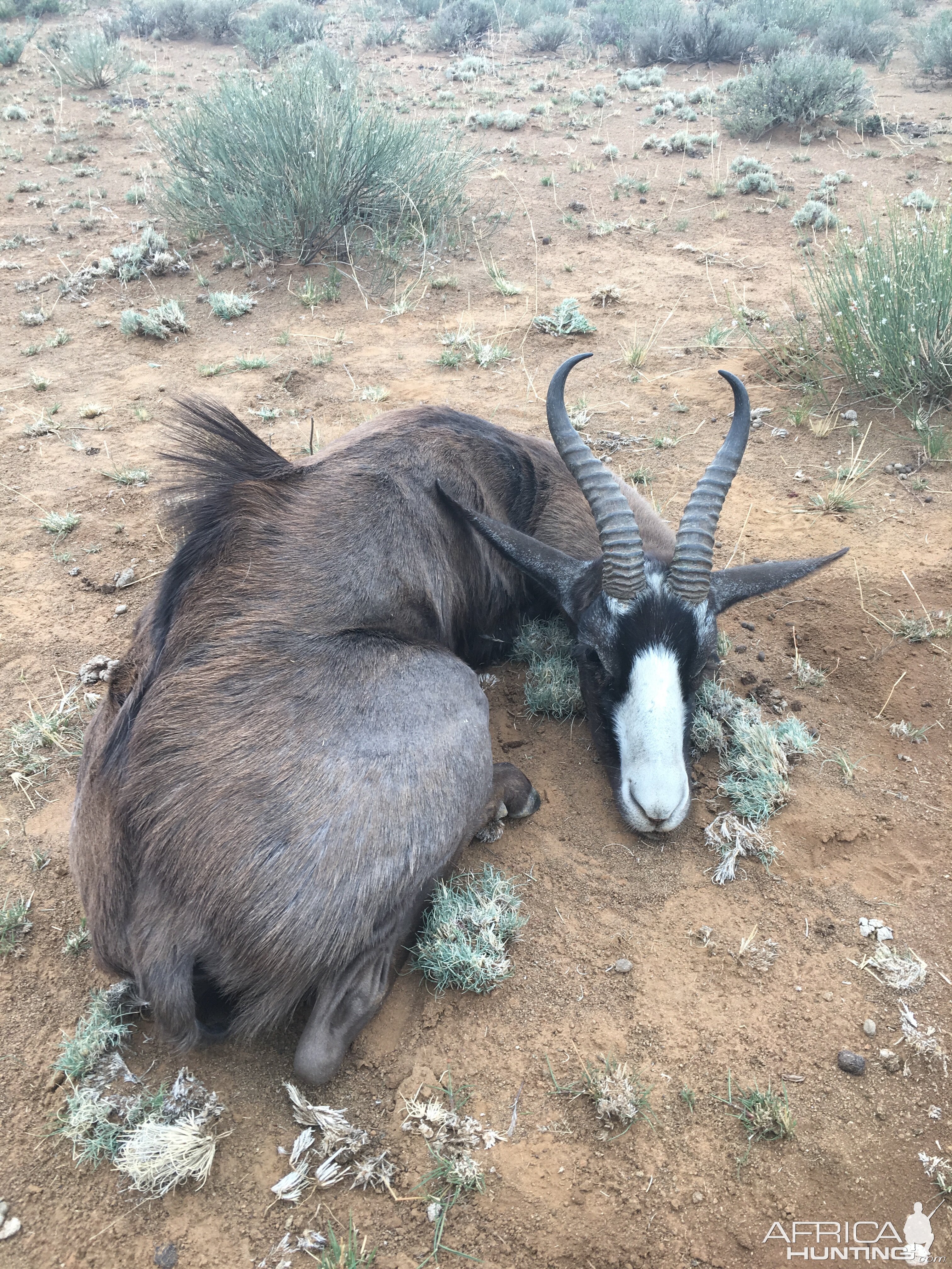 Hunting Black Springbok South Africa