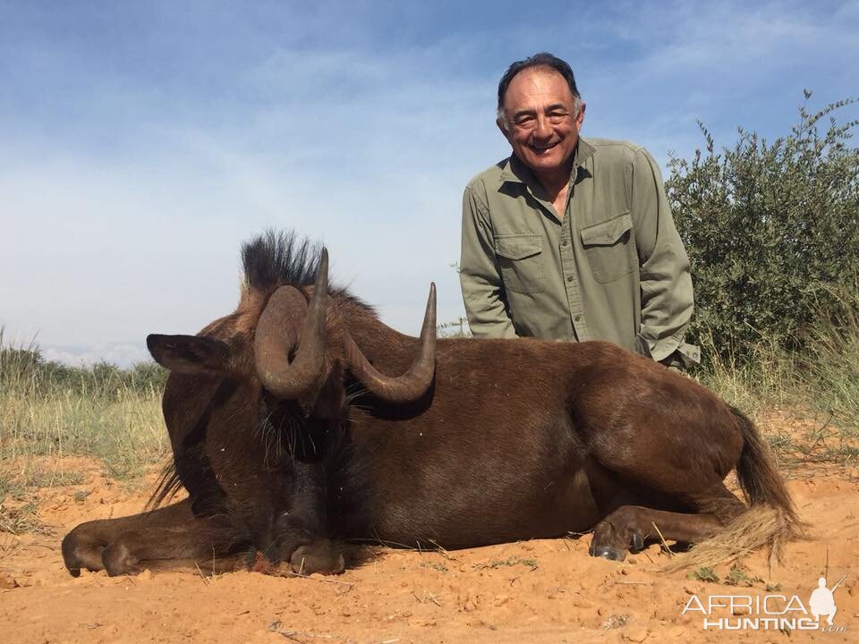 Hunting Black Wildebeest in South Africa