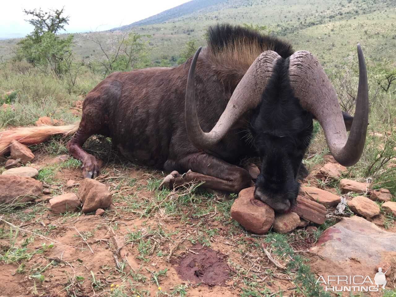 Hunting Black Wildebeest in South Africa