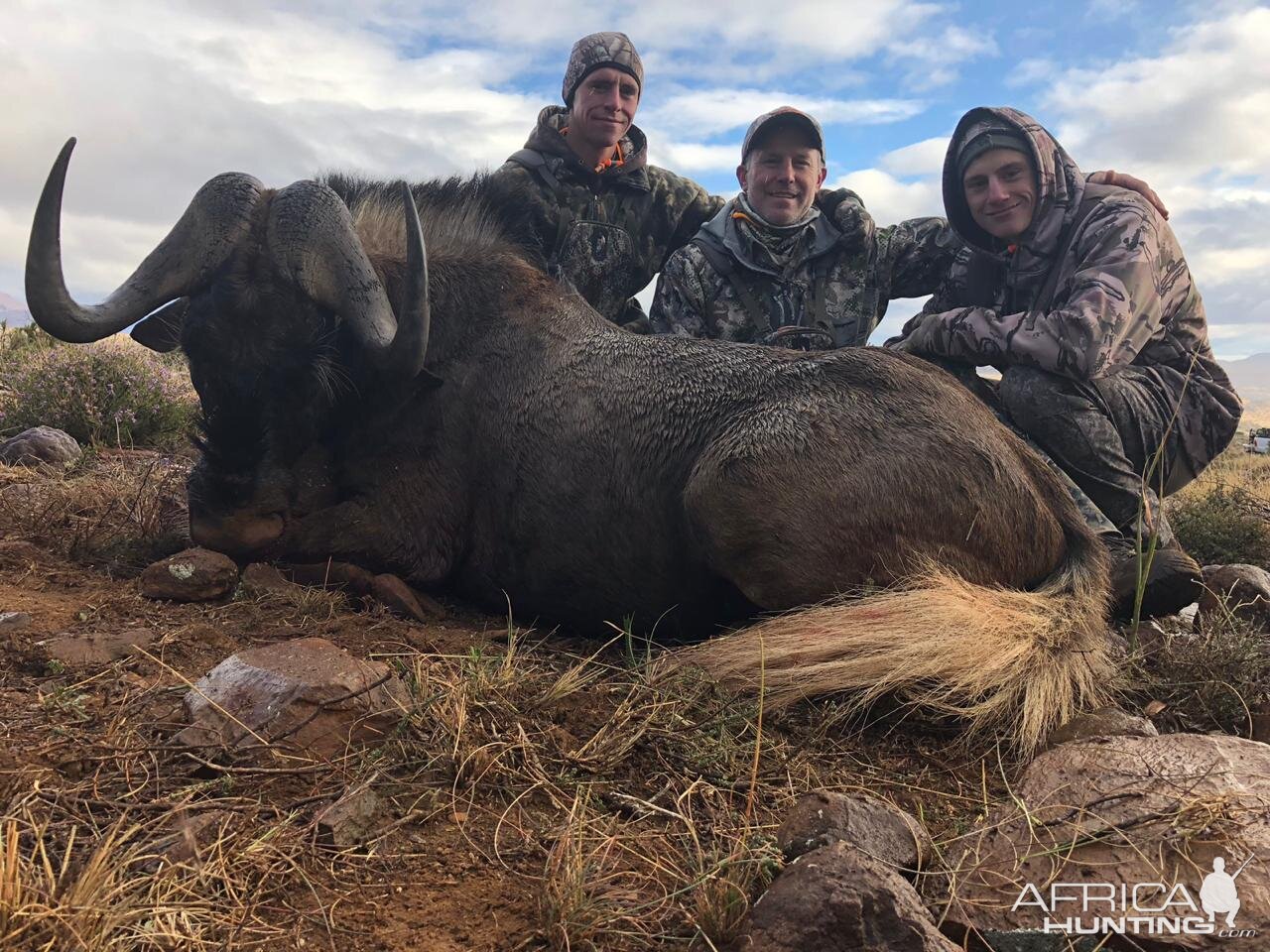 Hunting Black Wildebeest in South Africa