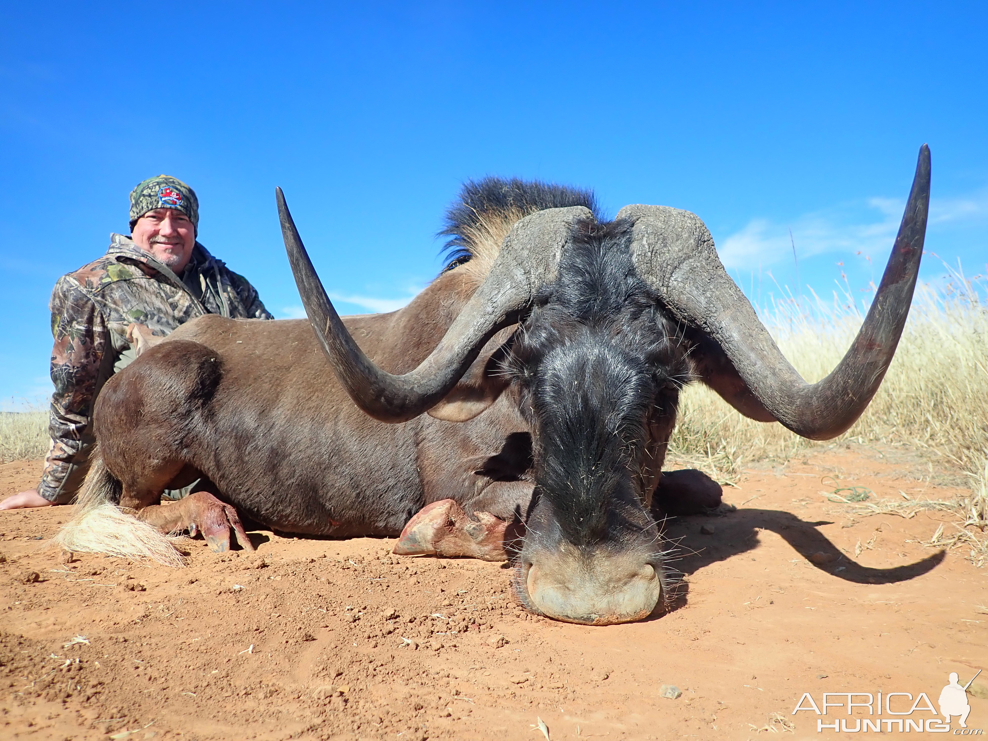 Hunting Black Wildebeest in South Africa