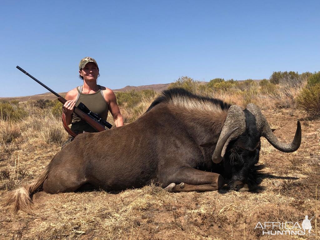 Hunting Black Wildebeest in South Africa