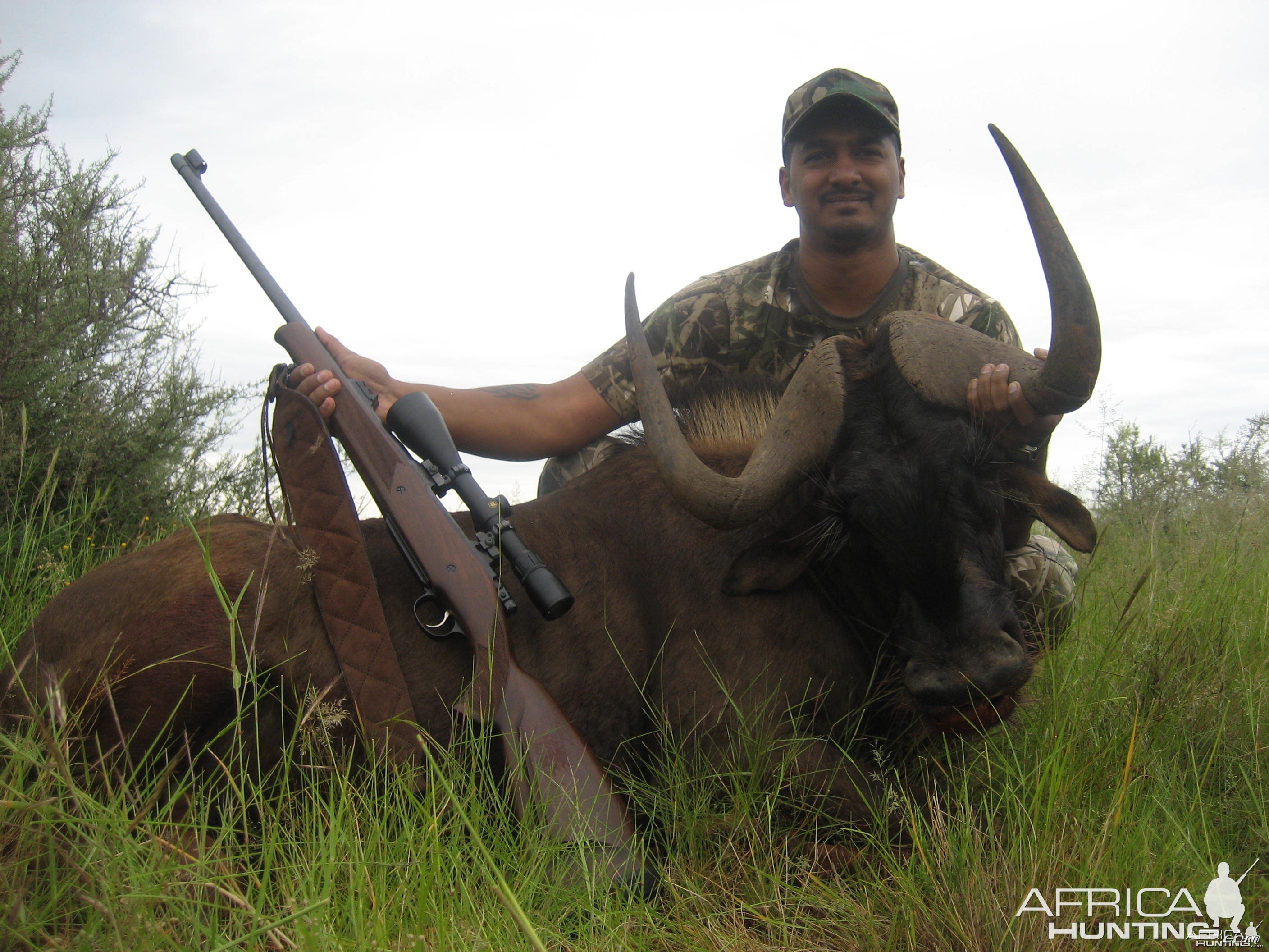 Hunting Black Wildebeest