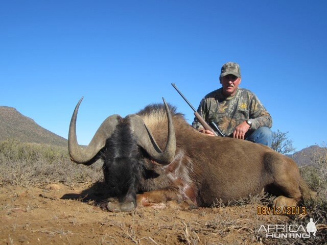 Hunting Black Wildebeest