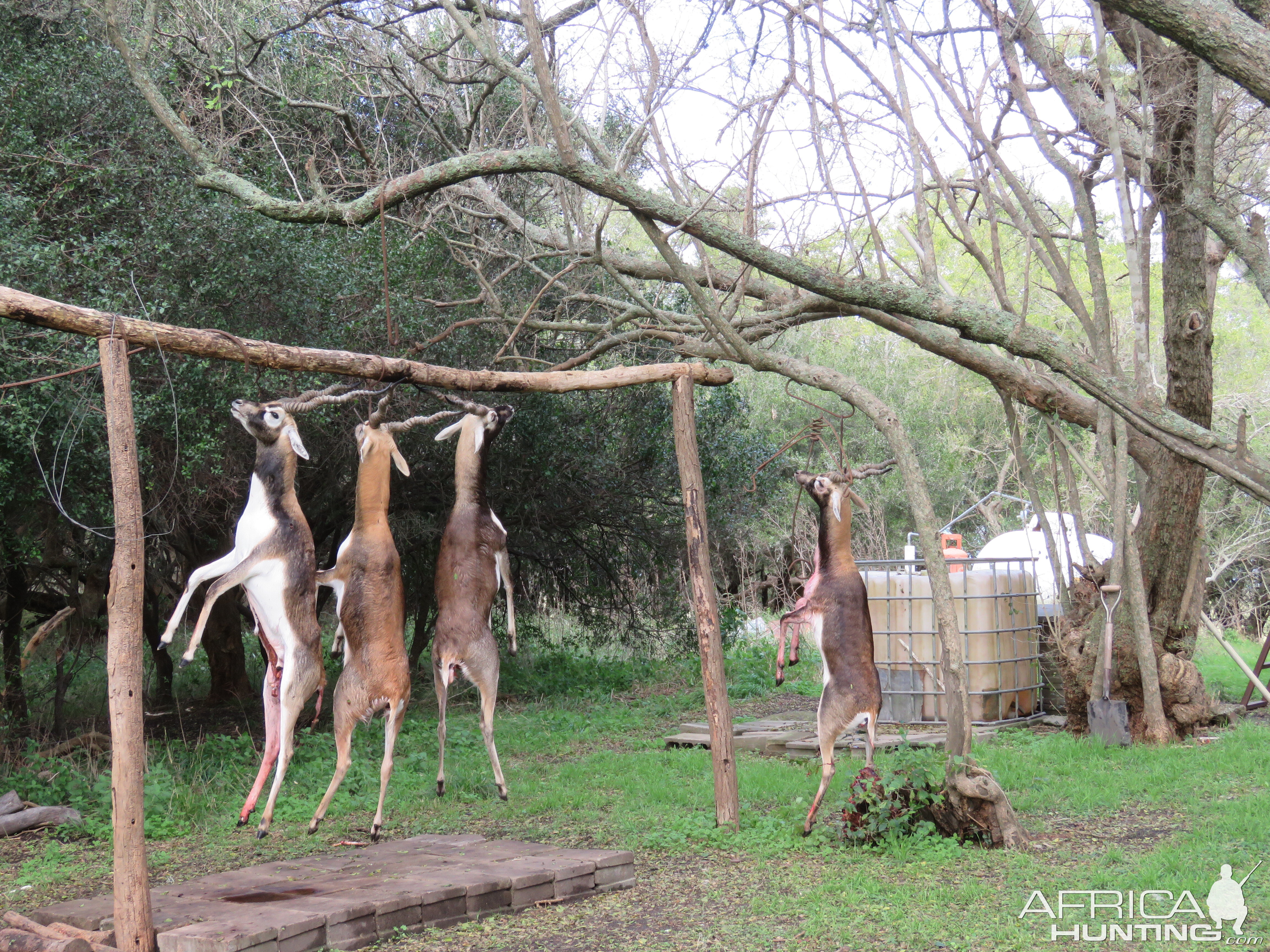 Hunting Blackbuck in Argentina