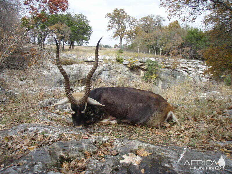 Hunting Blackbuck