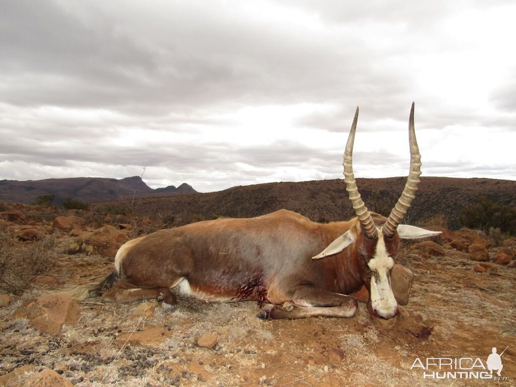 Hunting Blesbok Hunting South Africa