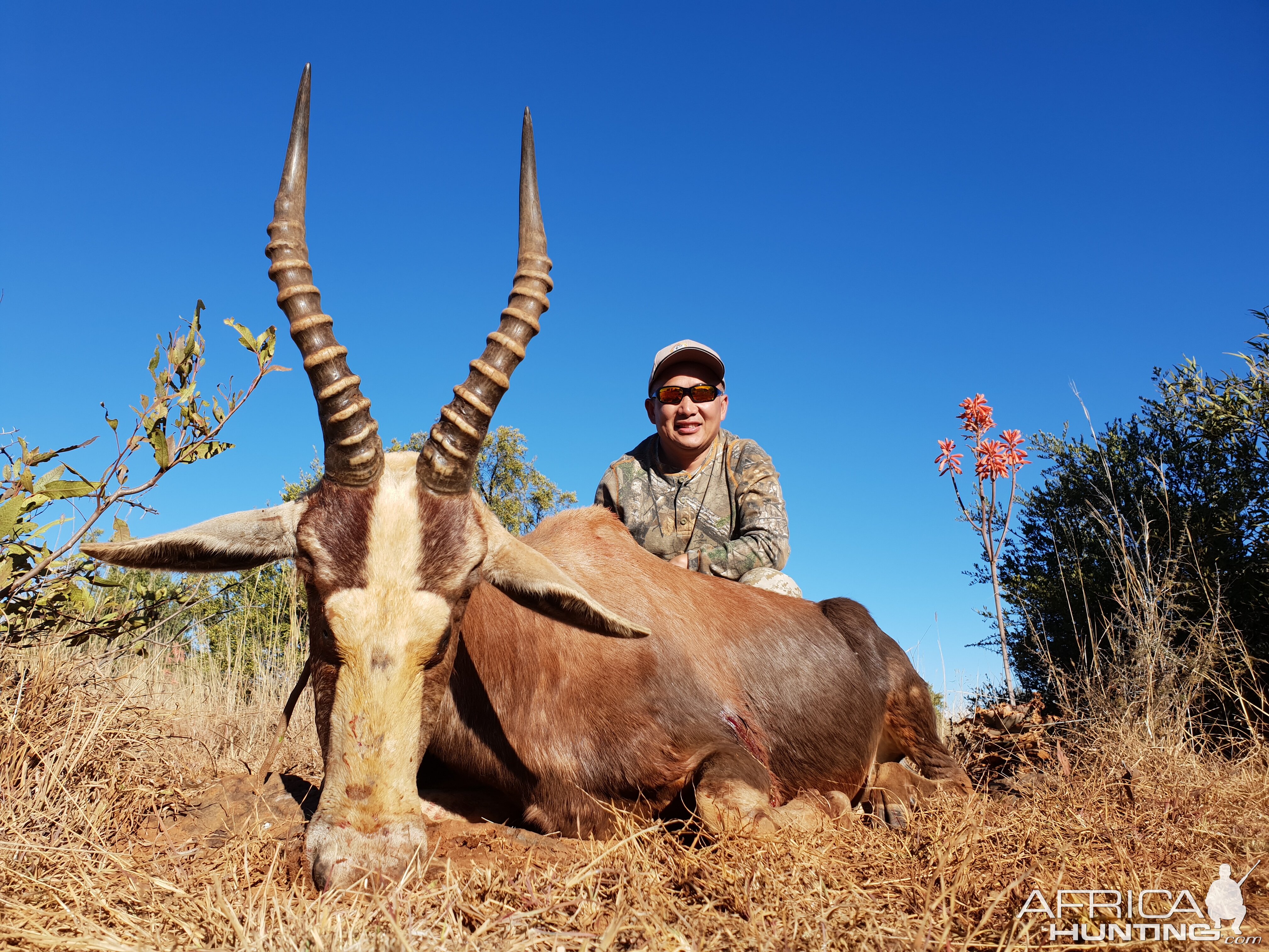 Hunting Blesbok in South Africa