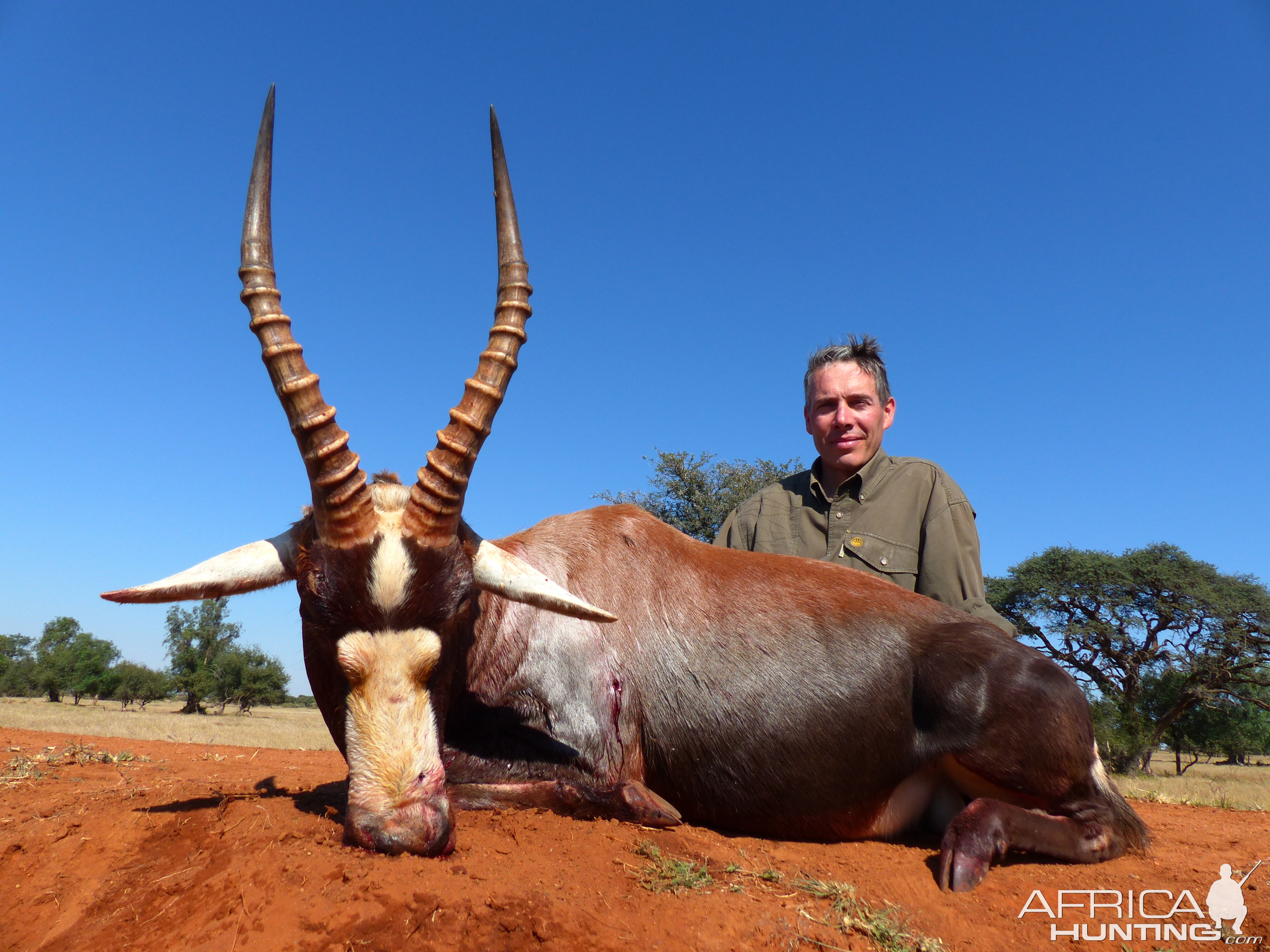 Hunting Blesbok South Africa