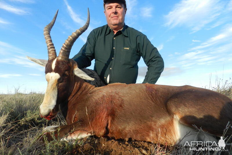 Hunting Blesbok South Africa