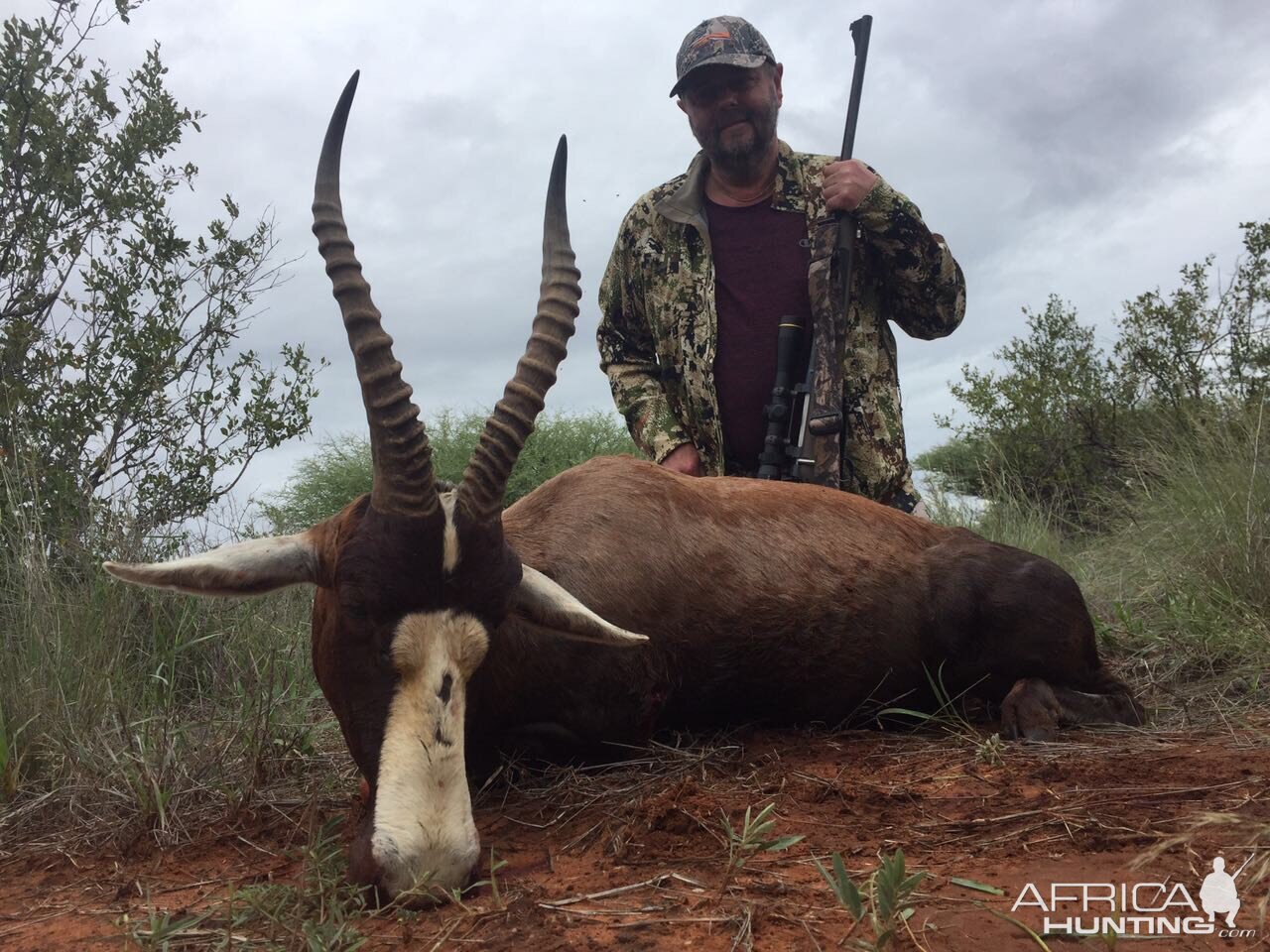 Hunting Blesbok South Africa