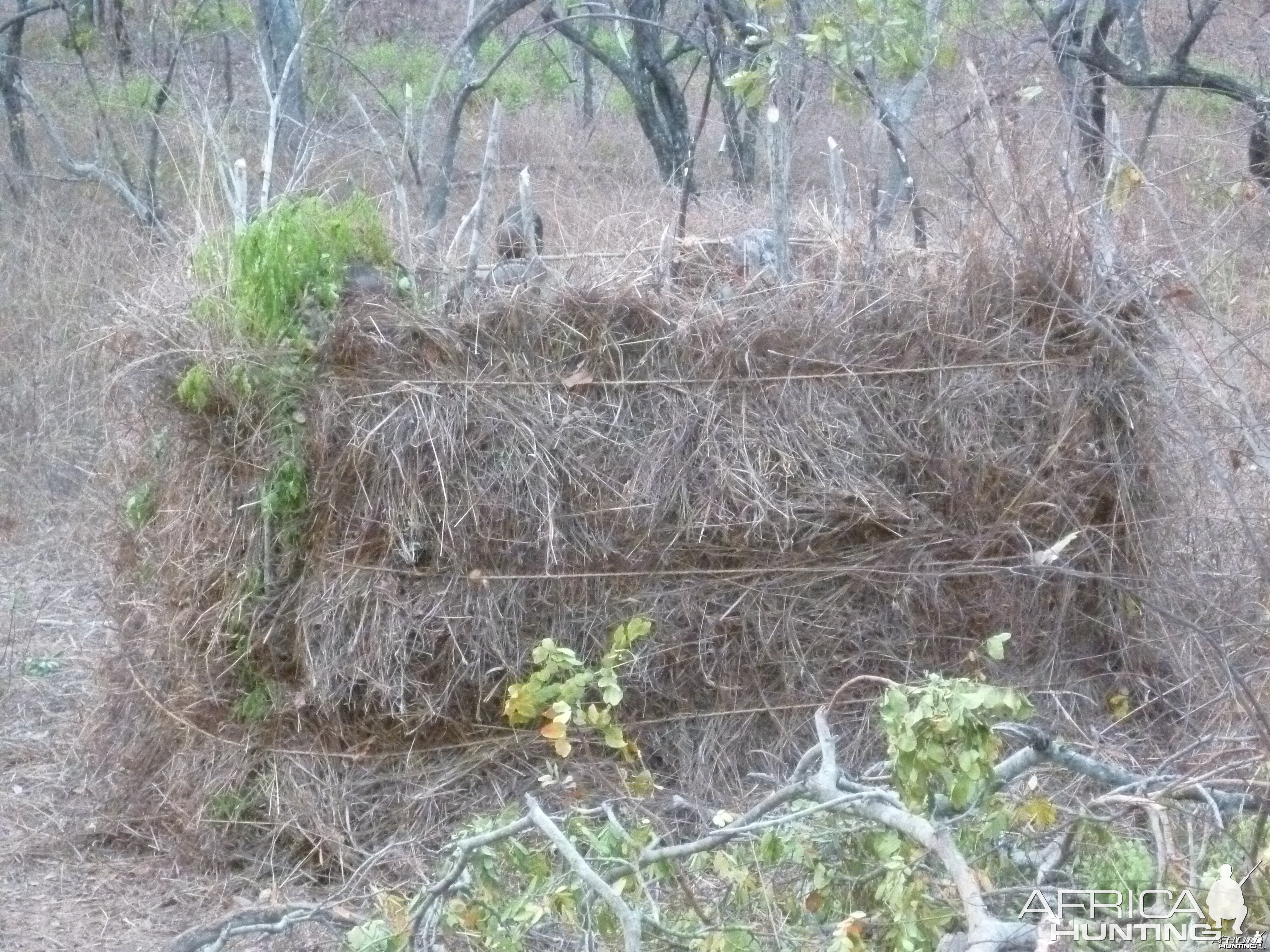 Hunting blind in Tanzania