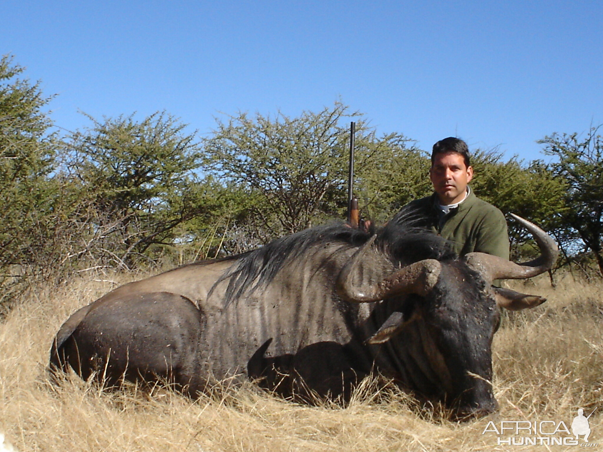 Hunting Blue Wildebeest in Namibia