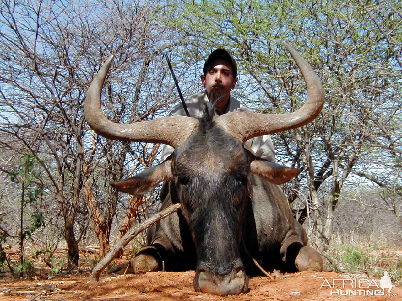 Hunting Blue Wildebeest in Namibia