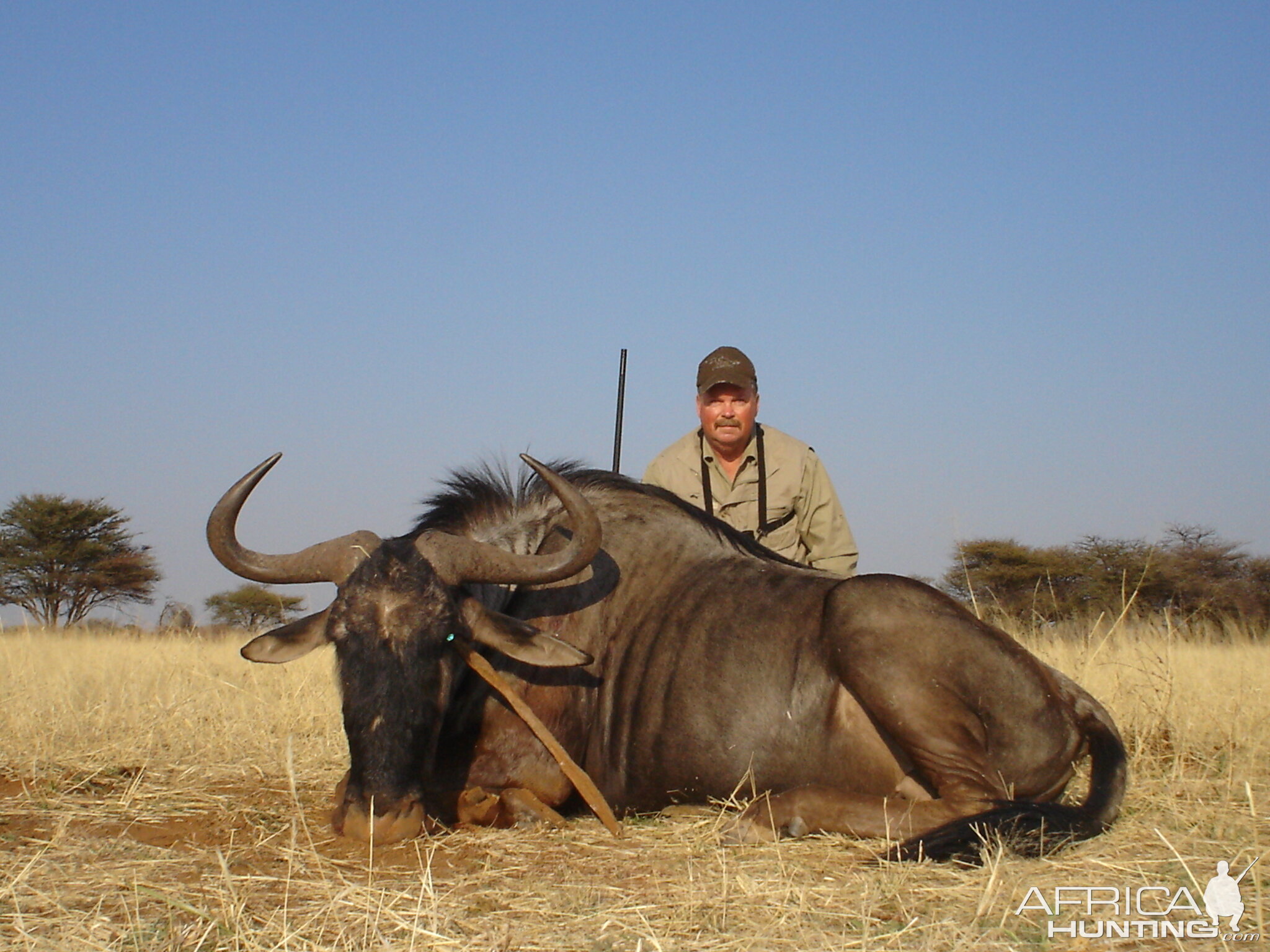 Hunting Blue Wildebeest in Namibia