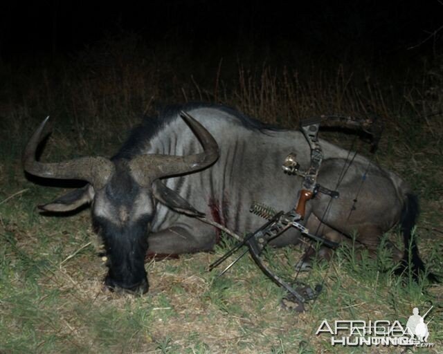 Hunting Blue Wildebeest in Namibia