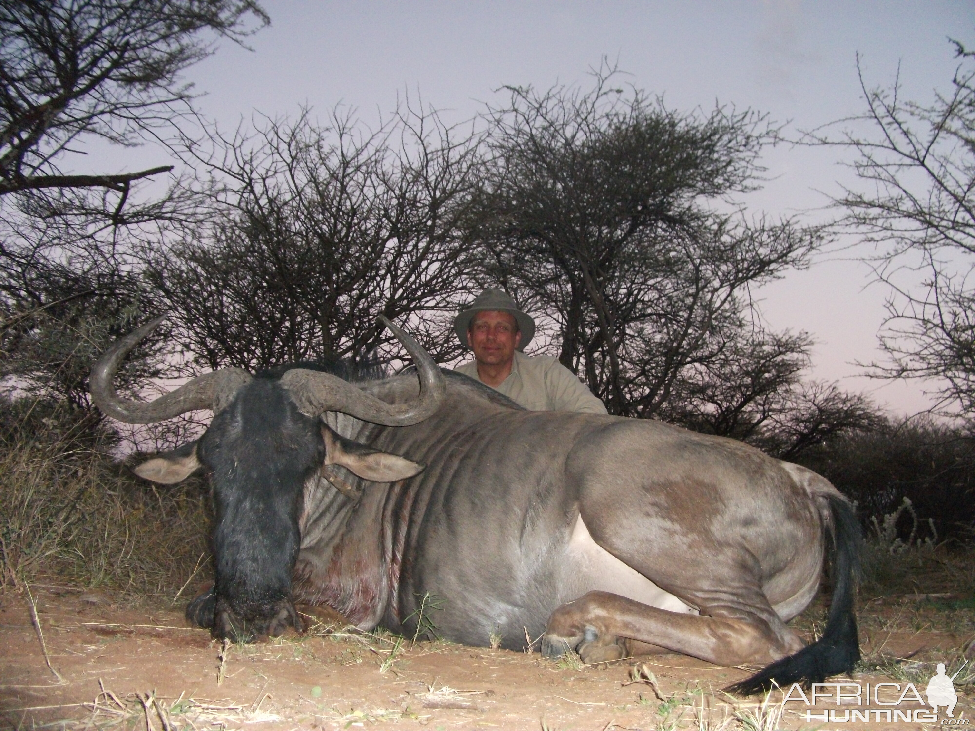 Hunting Blue Wildebeest in Namibia