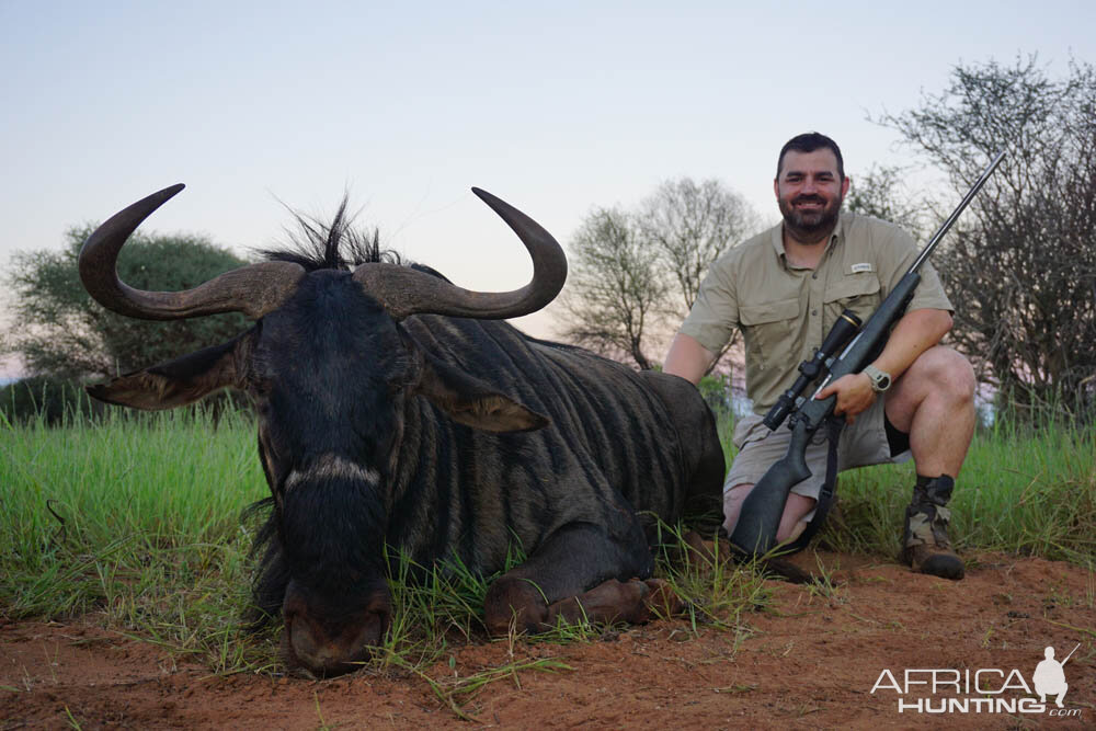 Hunting Blue Wildebeest in Namibia