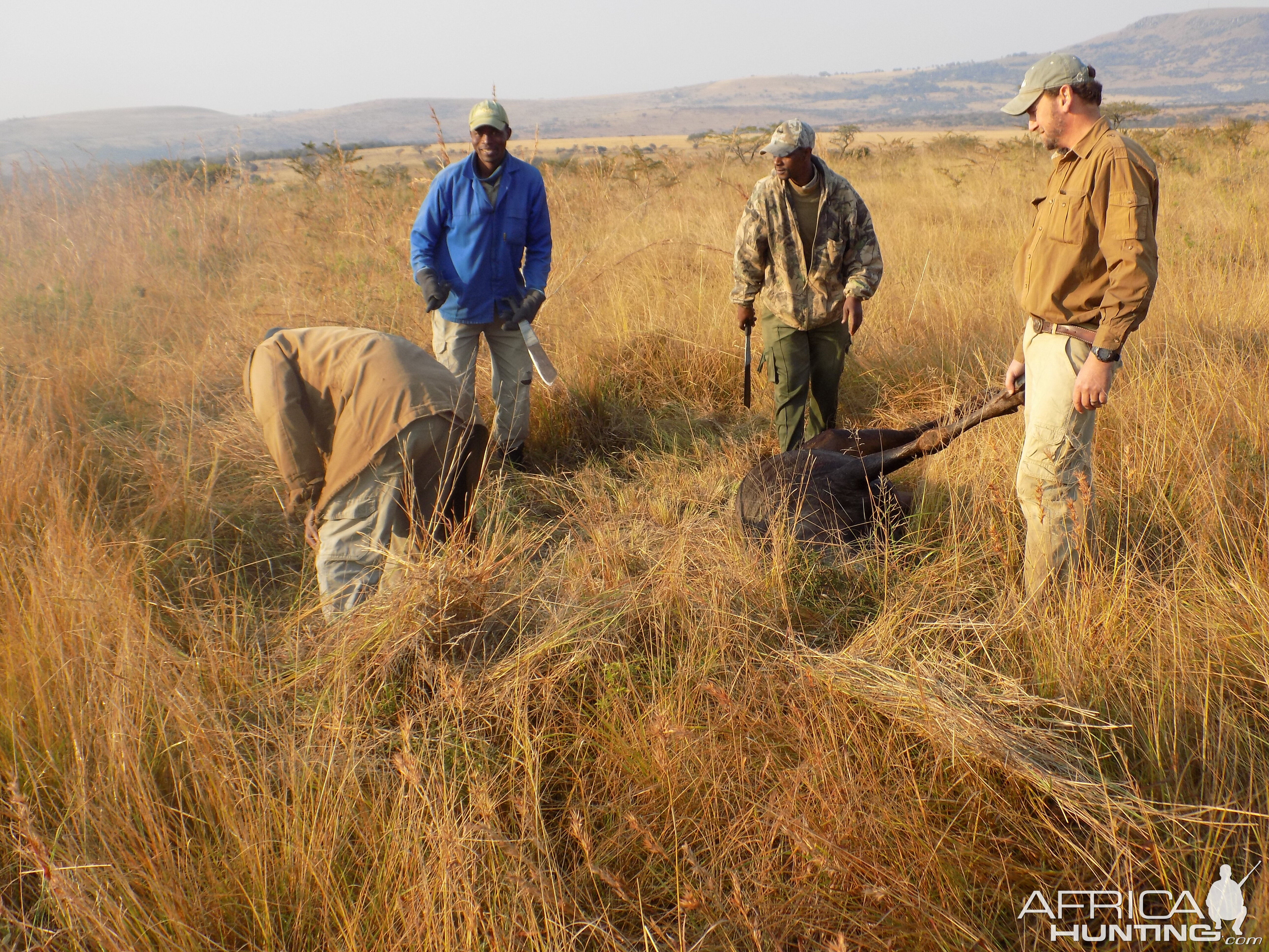 Hunting Blue Wildebeest in South Africa