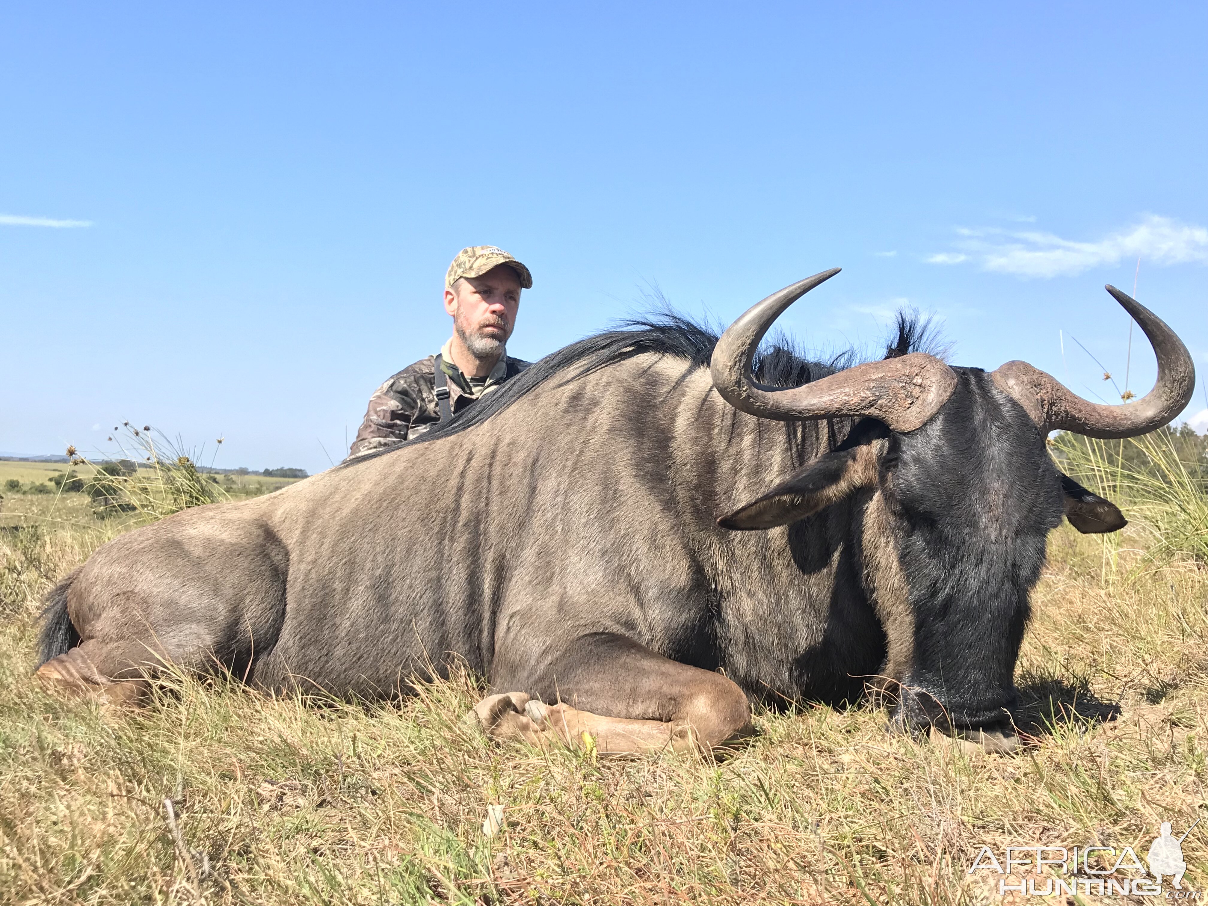 Hunting Blue Wildebeest in South Africa