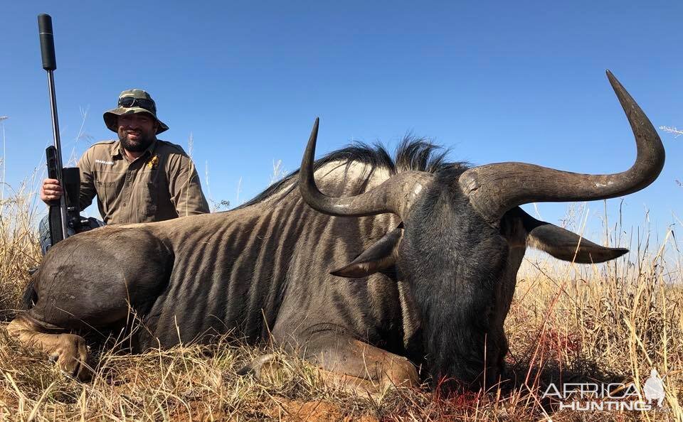 Hunting Blue Wildebeest in South Africa