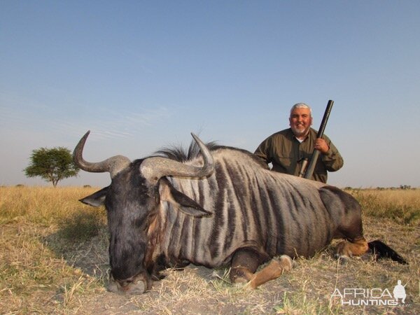 Hunting Blue Wildebeest in South Africa