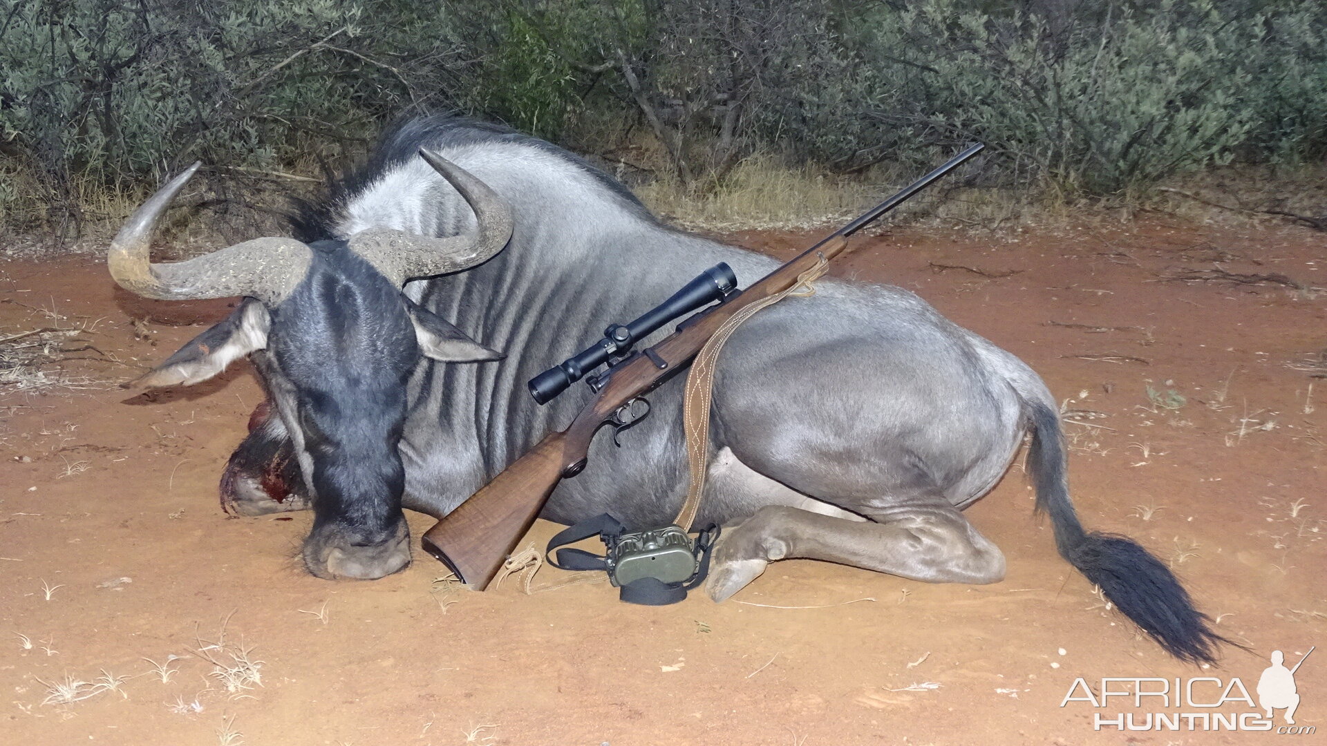 Hunting Blue Wildebeest in South Africa