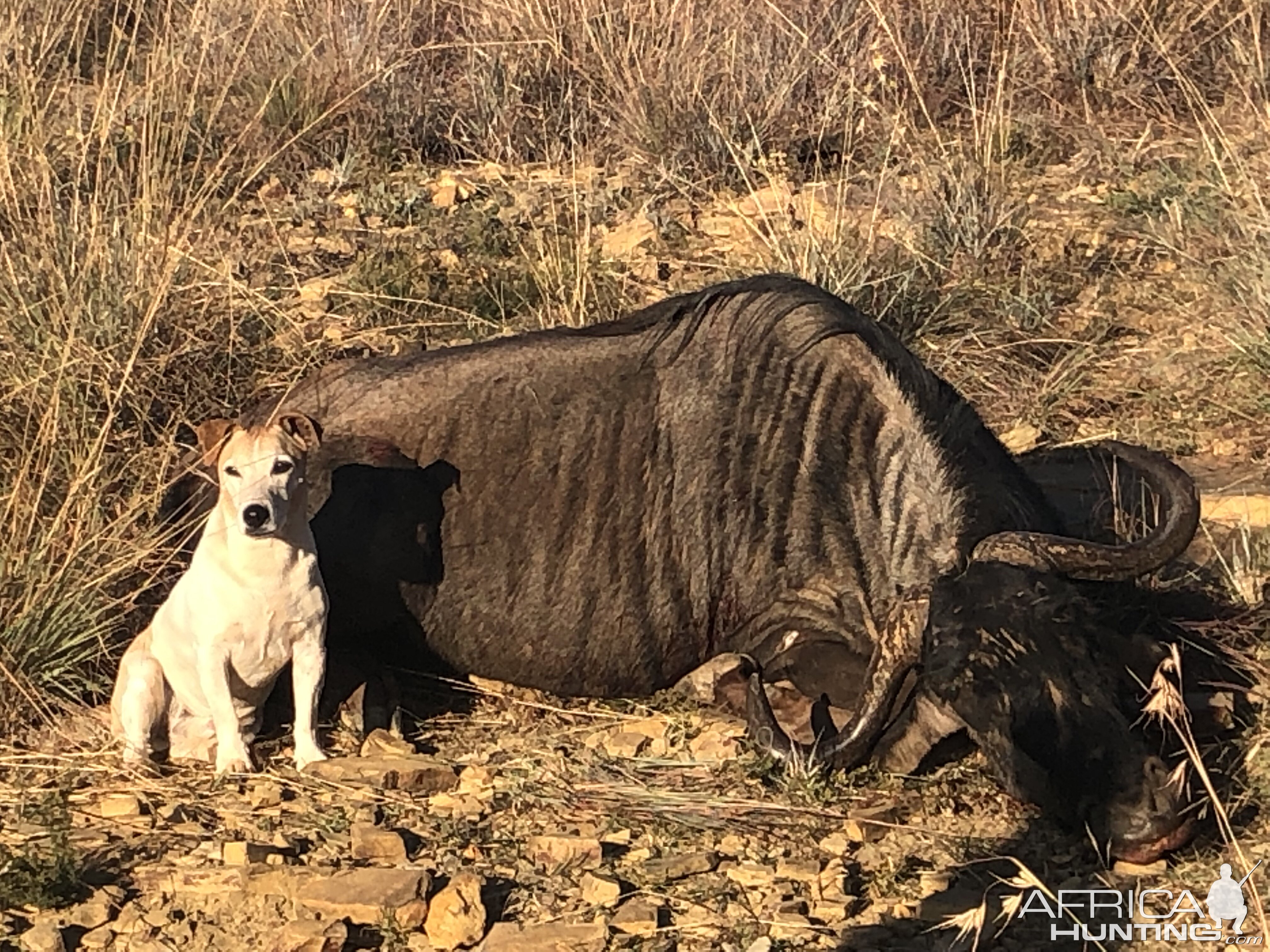 Hunting Blue Wildebeest in South Africa