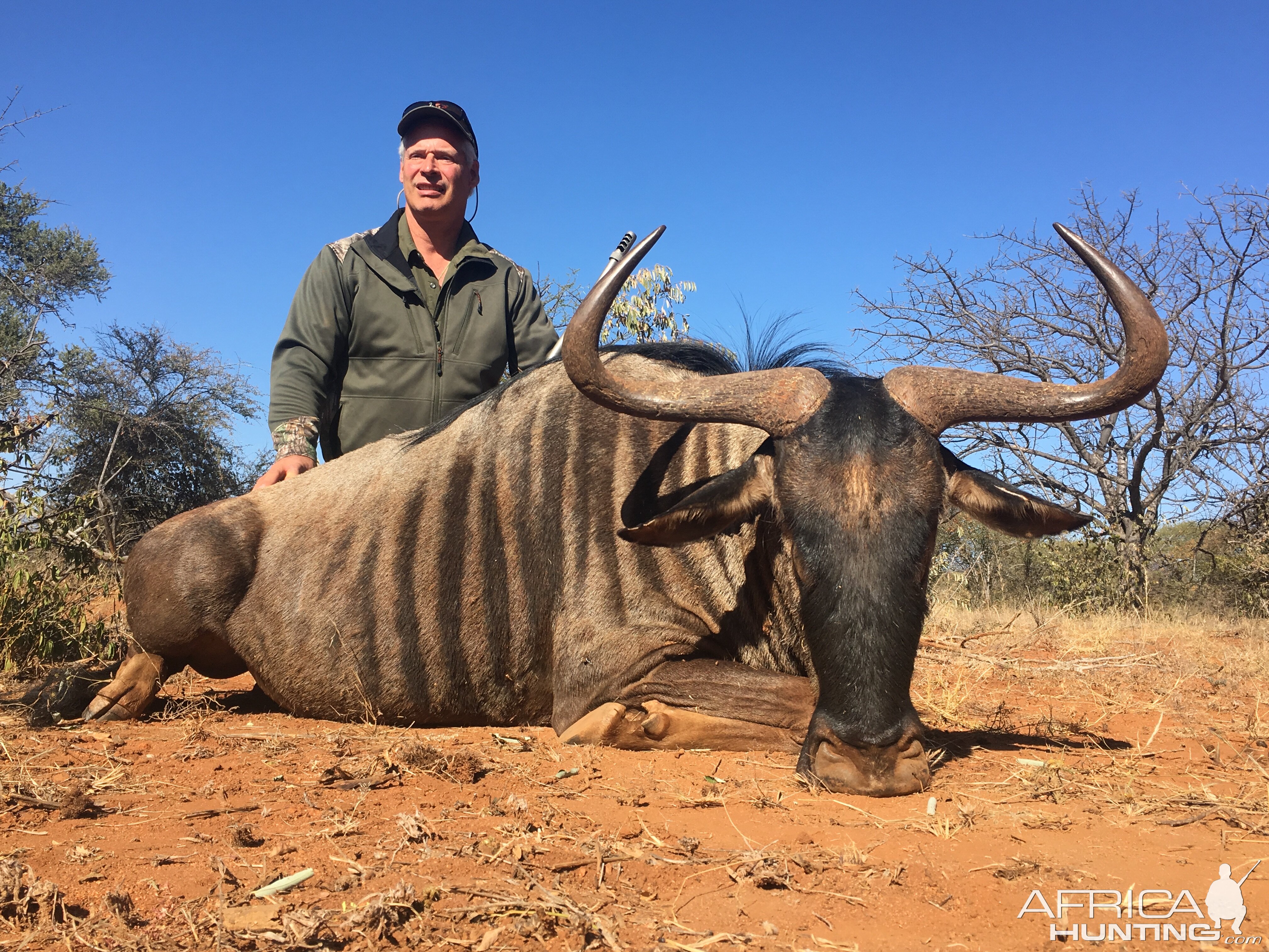 Hunting Blue Wildebeest in South Africa