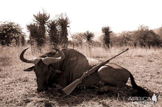 Hunting Blue Wildebeest in South Africa