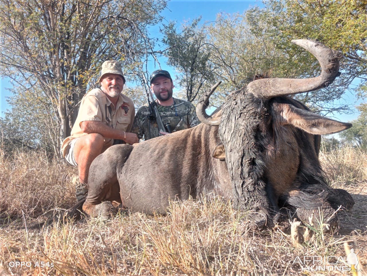 Hunting Blue Wildebeest South Africa