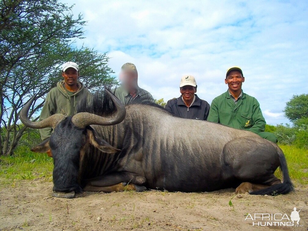 Hunting Blue Wildebeest South Africa