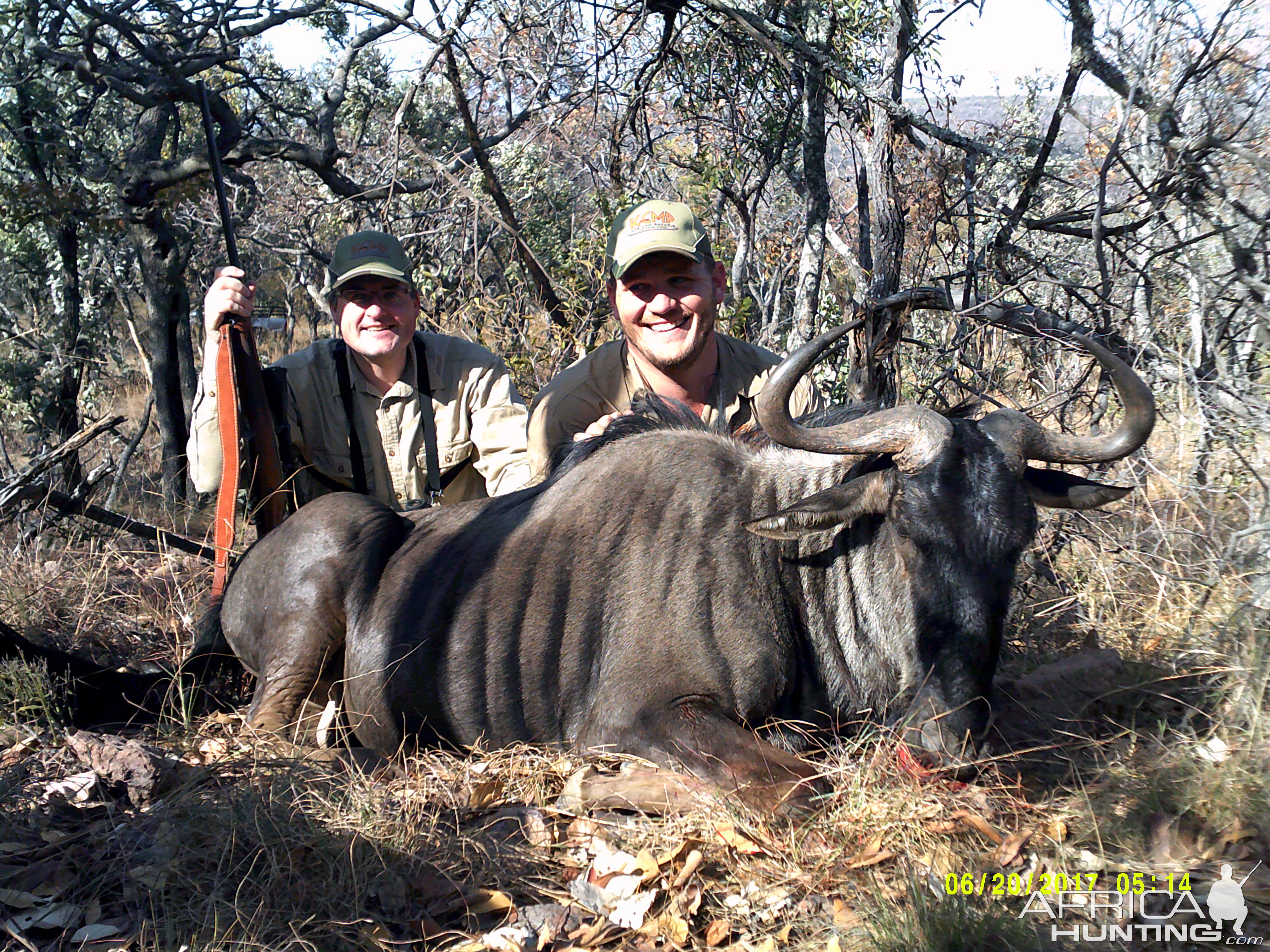 Hunting Blue Wildebeest South Africa