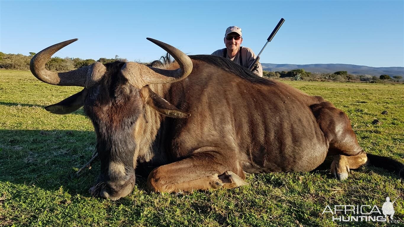 Hunting Blue Wildebeest South Africa