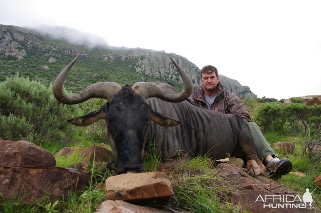 Hunting Blue Wildebeest South Africa