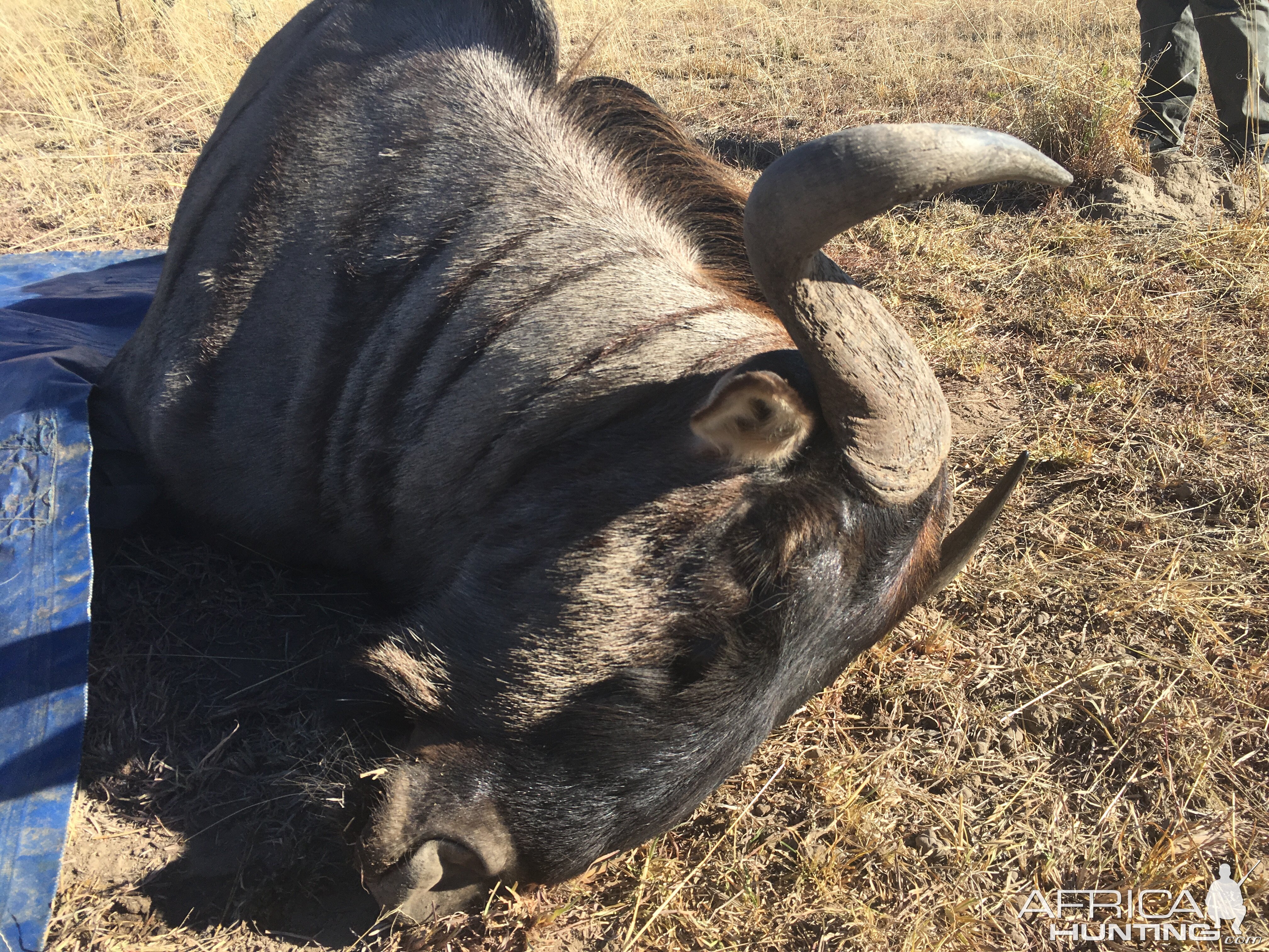 Hunting Blue Wildebeest South Africa