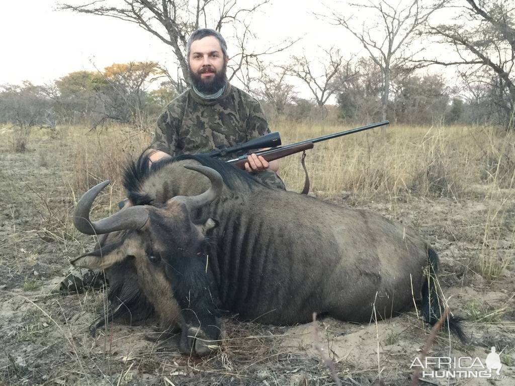 Hunting Blue Wildebeest South Africa