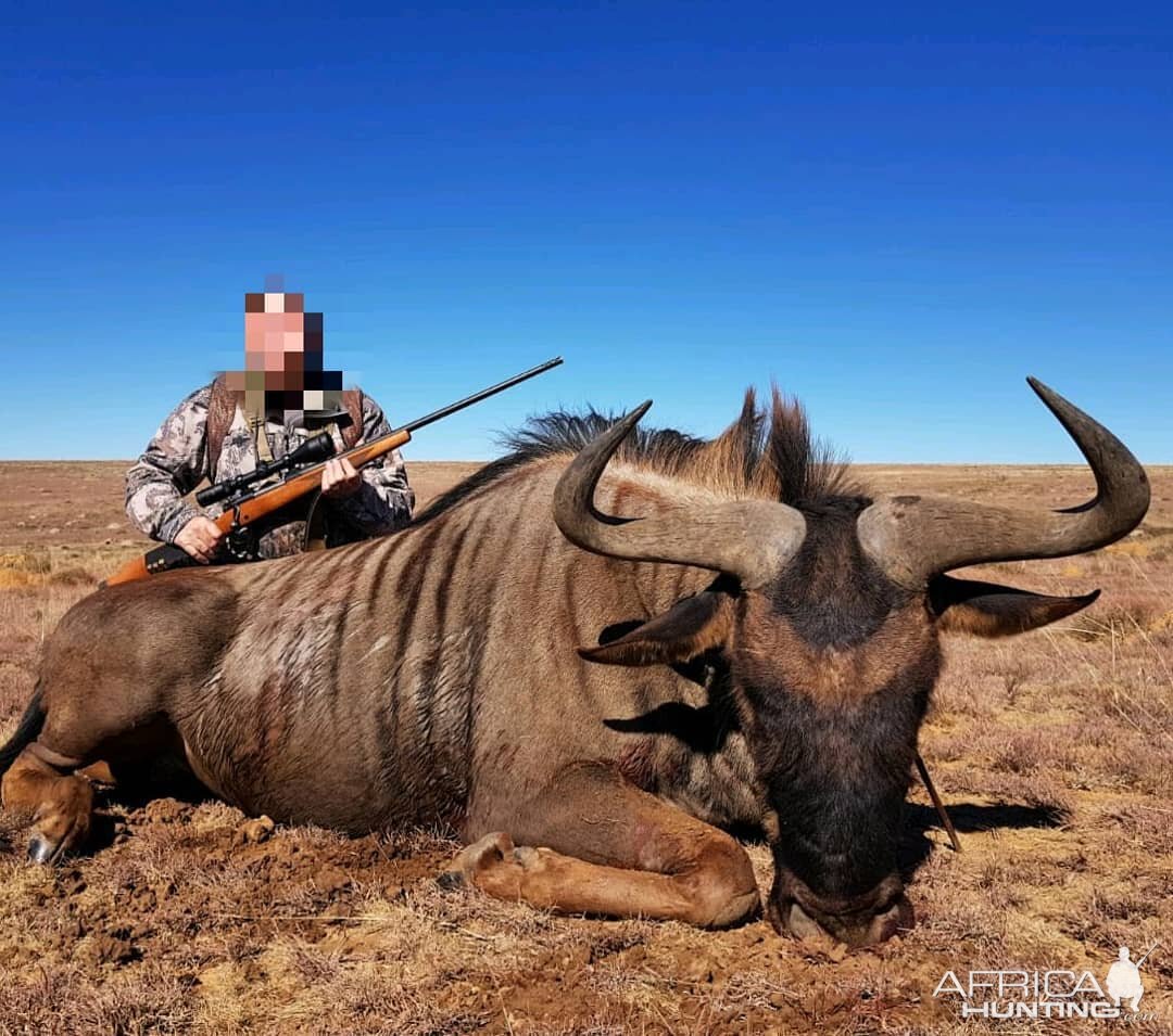 Hunting Blue Wildebeest South Africa